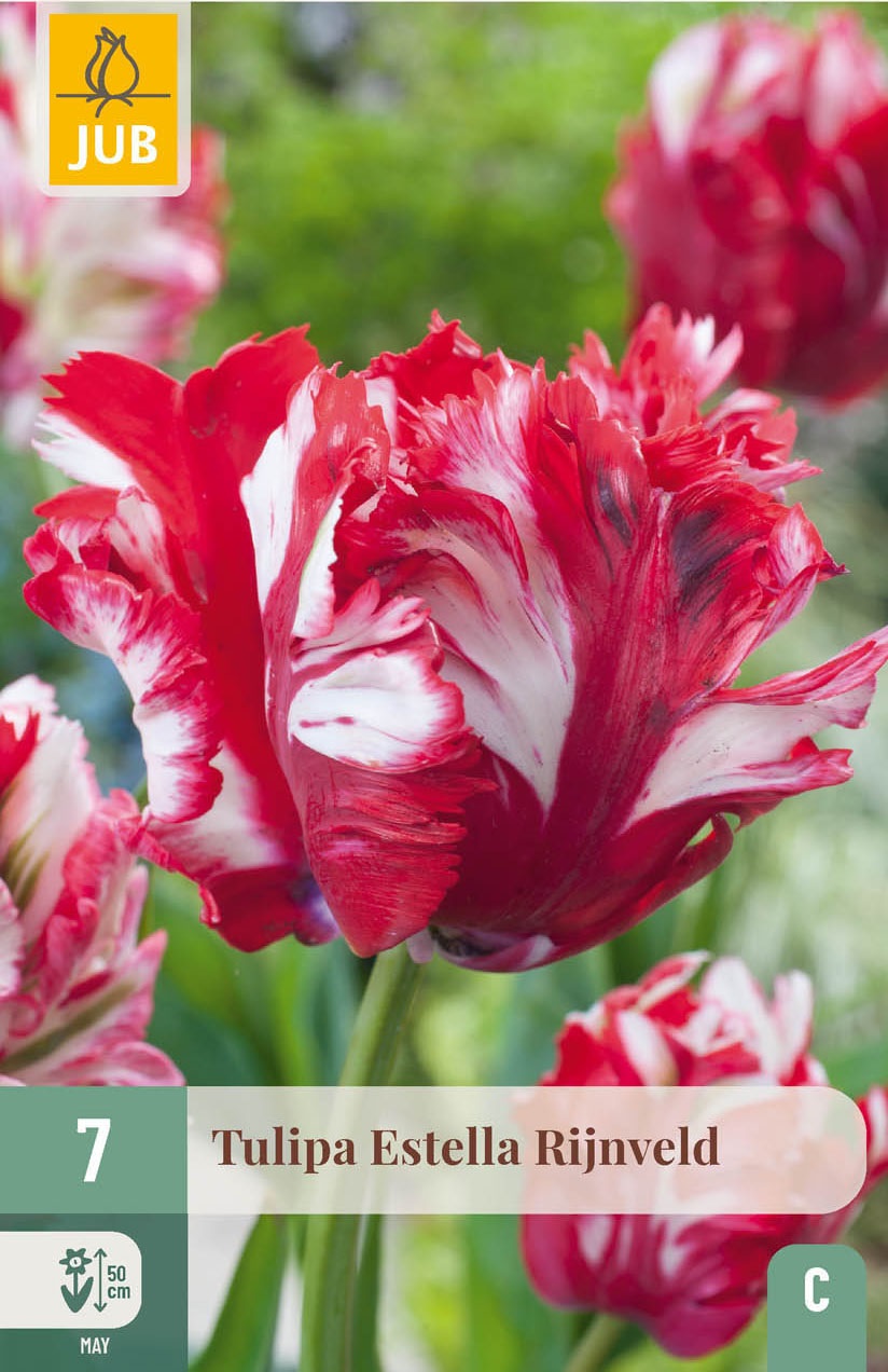Papagei-Tulpen Estella Rijnveld