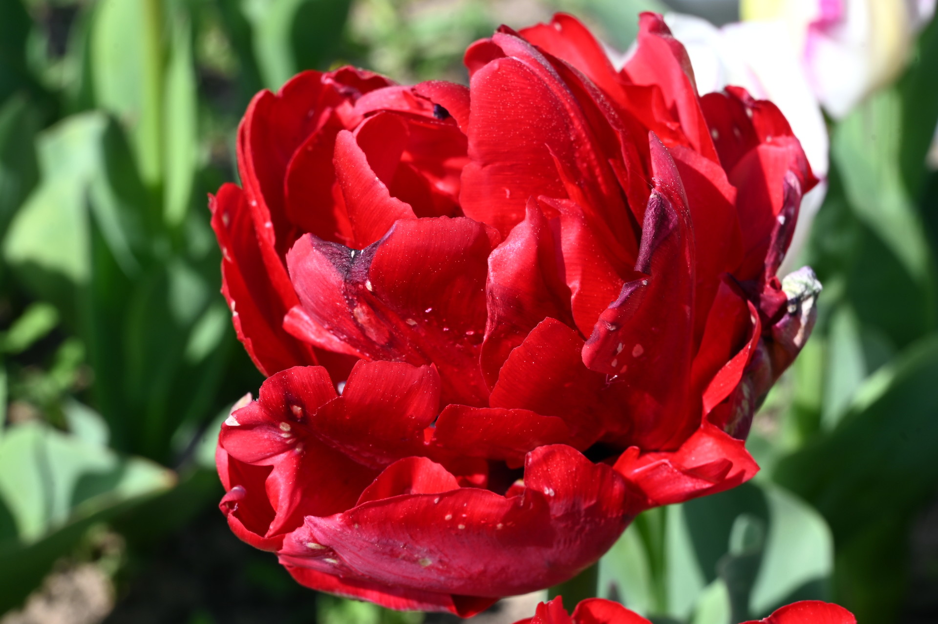 Gefüllte frühe Tulpen Scarlet Verona