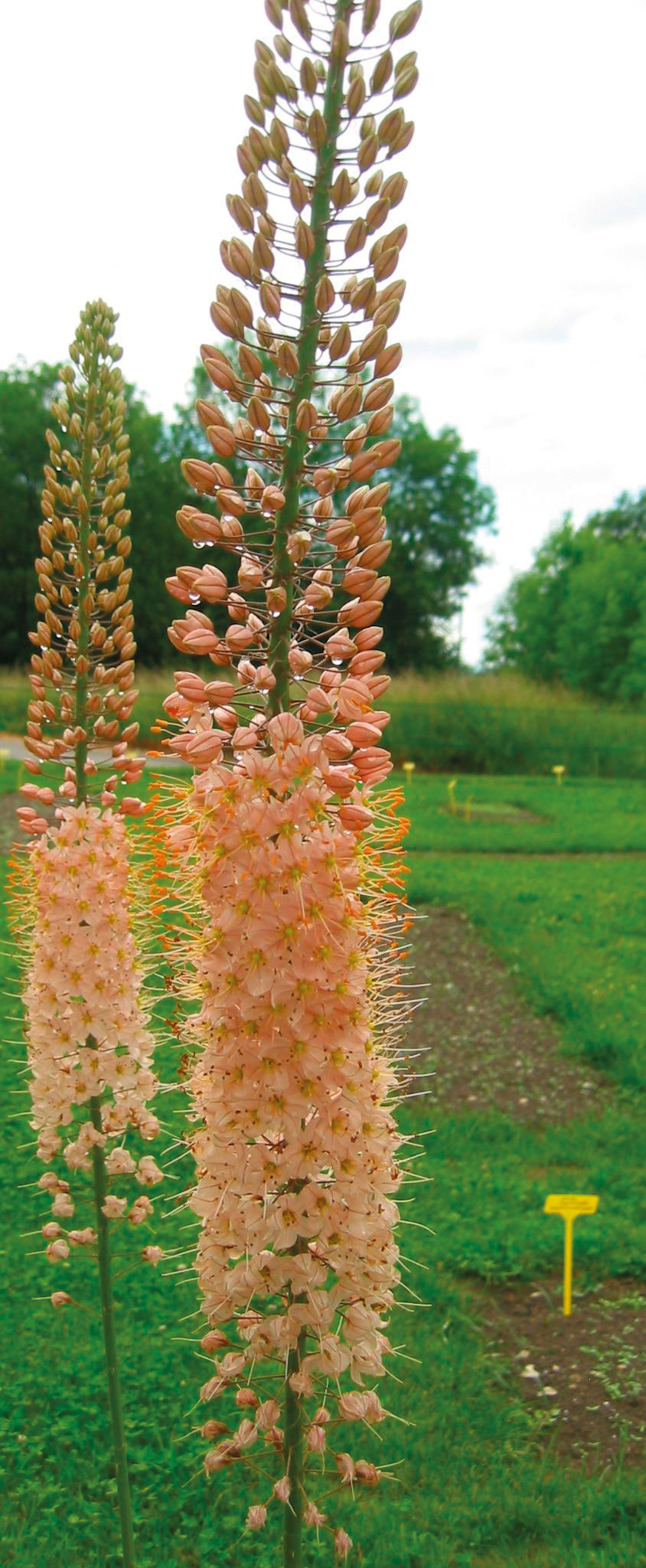 265221_Eremurus Romance Nahaufnahme zweier hoher Prachtkerzen (Eremurus) mit dichten lachsrosa Blütenständen, Wassertropfen und grünem Gartenhintergrund