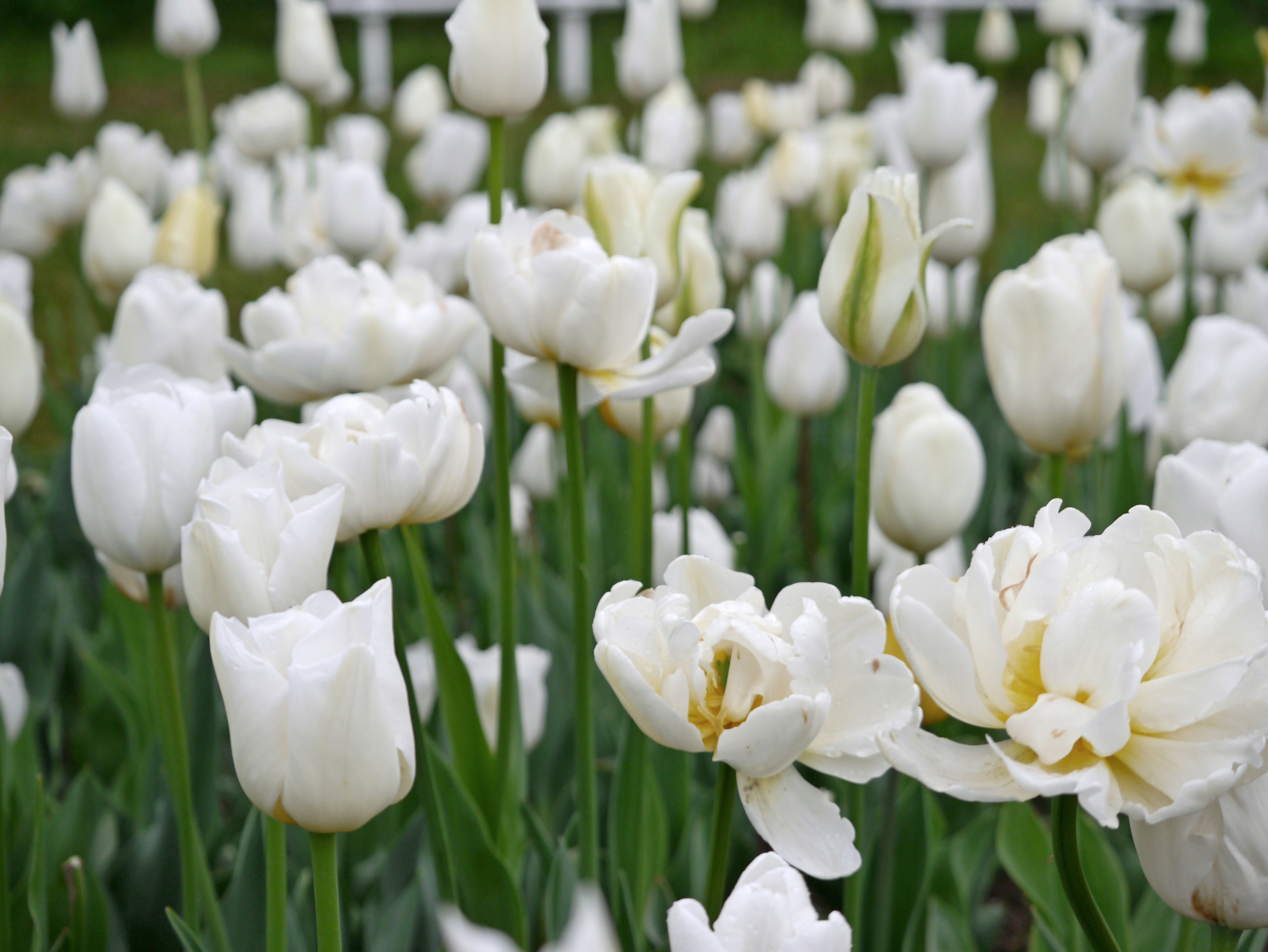 22015_Töne in Weiß_2 Nahaufnahme eines Blumenbeets mit weißen Tulpen in verschiedenen Blühstadien, grünen Stängeln und Tautropfen
