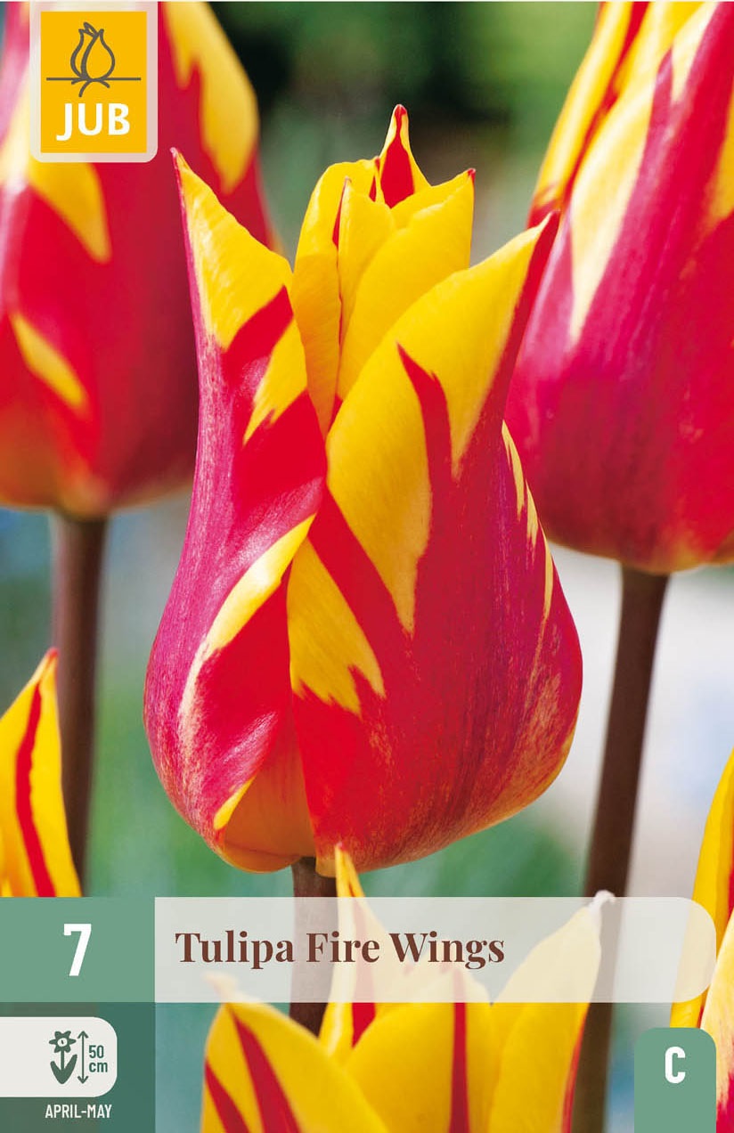 Lilienblütige Tulpen Fire Wings