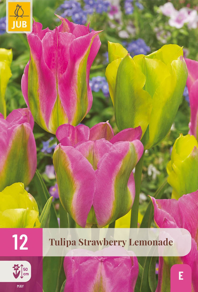 Tulpen Mischung Strawberry Lemonade