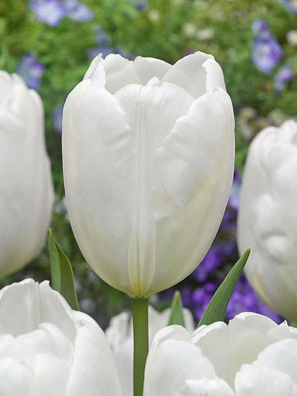 224721_D.-H.-Tulpen Hakuun_1 Nahaufnahme einer weißen Tulpe mit grünem Stiel und Blättern vor unscharfem lila-grünem Hintergrund