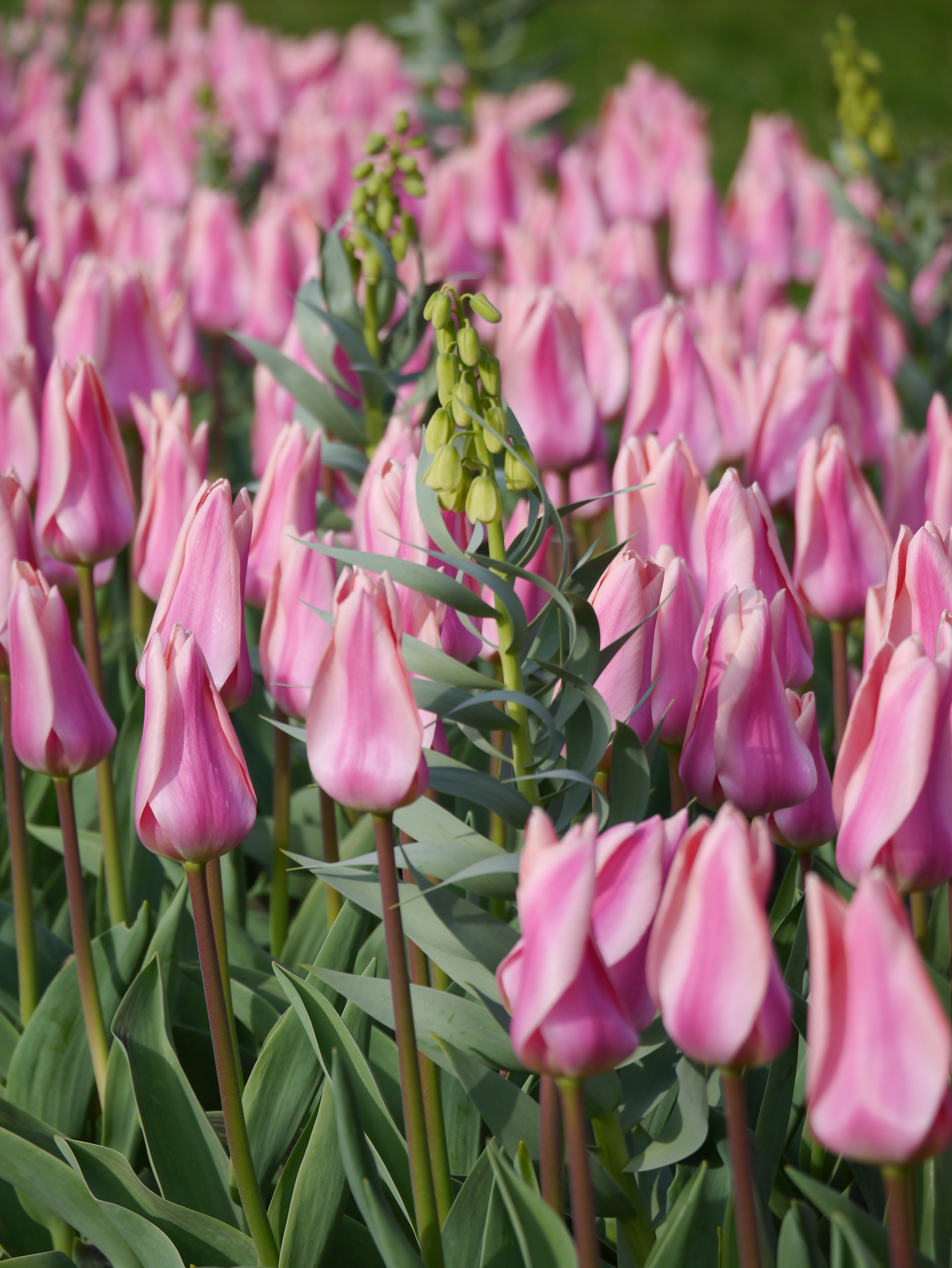 Blumenzwiebel-Mischung Frühlingsflirt Tag
