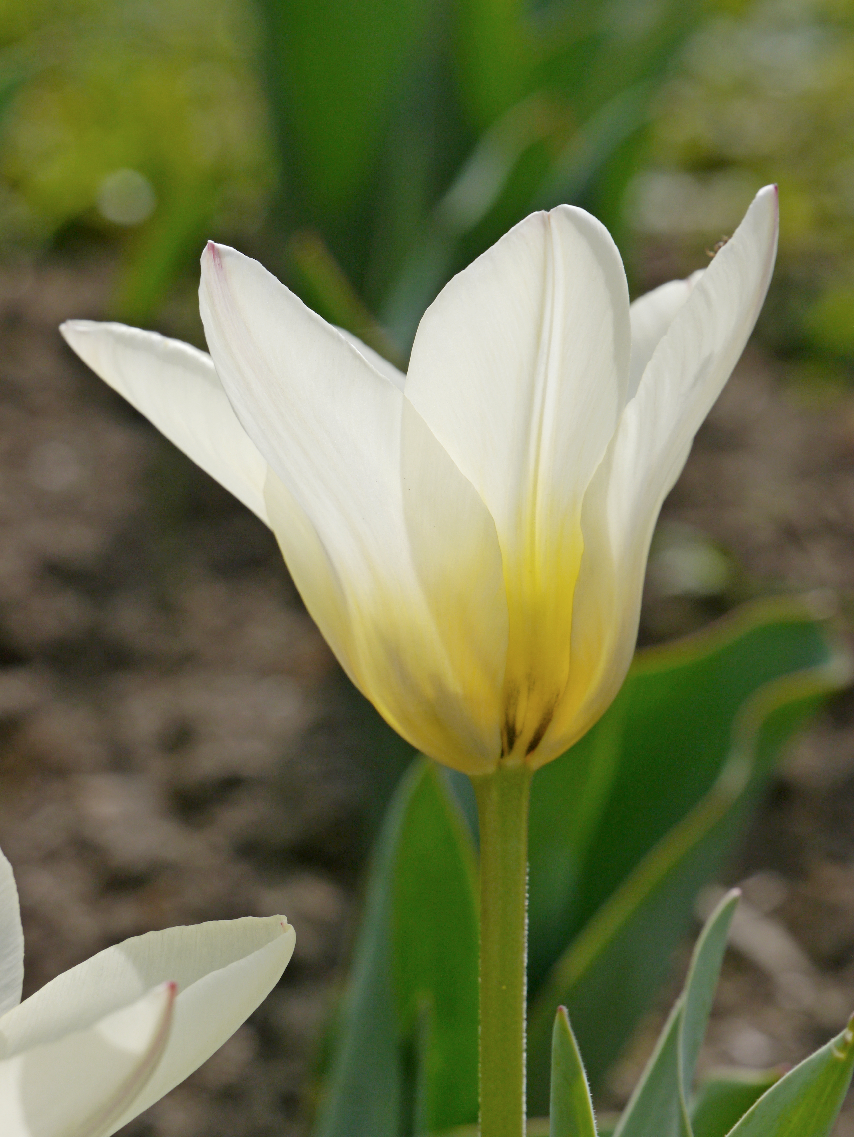 52722_Kaufmanniana-Tulpen Concerto Nahaufnahme einer weißen Tulpe mit gelber Blütenbasis und grünem Stiel vor unscharfem Gartenhintergrund