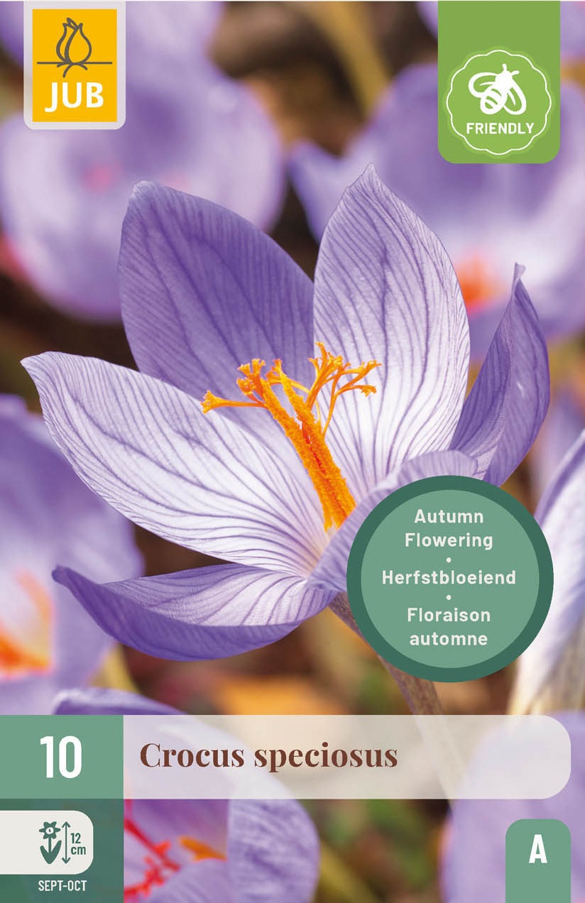 Crocus  speciosus, herbstblühend