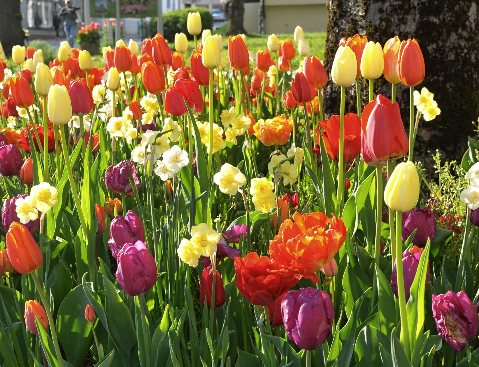 23902_Fire and Ice Nahaufnahme eines farbenfrohen Blumenbeets mit roten, gelben, orangen und violetten Tulpen sowie kleinen gelben Narzissen, sonnig beleuchtet in einem Park