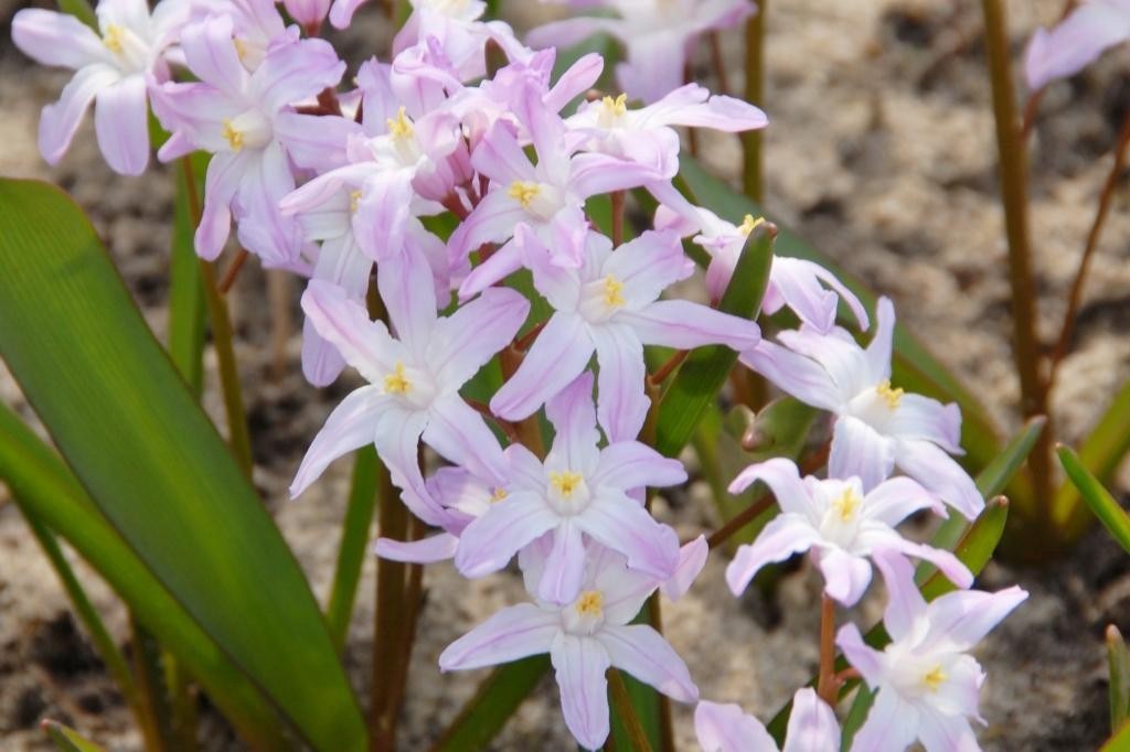 Chionodoxa Pink Giant Nahaufnahme von zartrosa, sternförmigen Frühlingsblüten mit gelber Mitte, grünen Blättern und Erde im Beet
