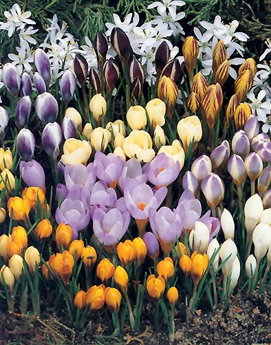 Crocus Chrysanthus mixed Beet mit bunten Krokussen in Gelb, Hellviolett, Dunkelviolett, Weiß und gestreiften Sorten, davor orangegelbe Knospen, im Hintergrund weiße Sternblumen; dekorative Frühlingsbepflanzung