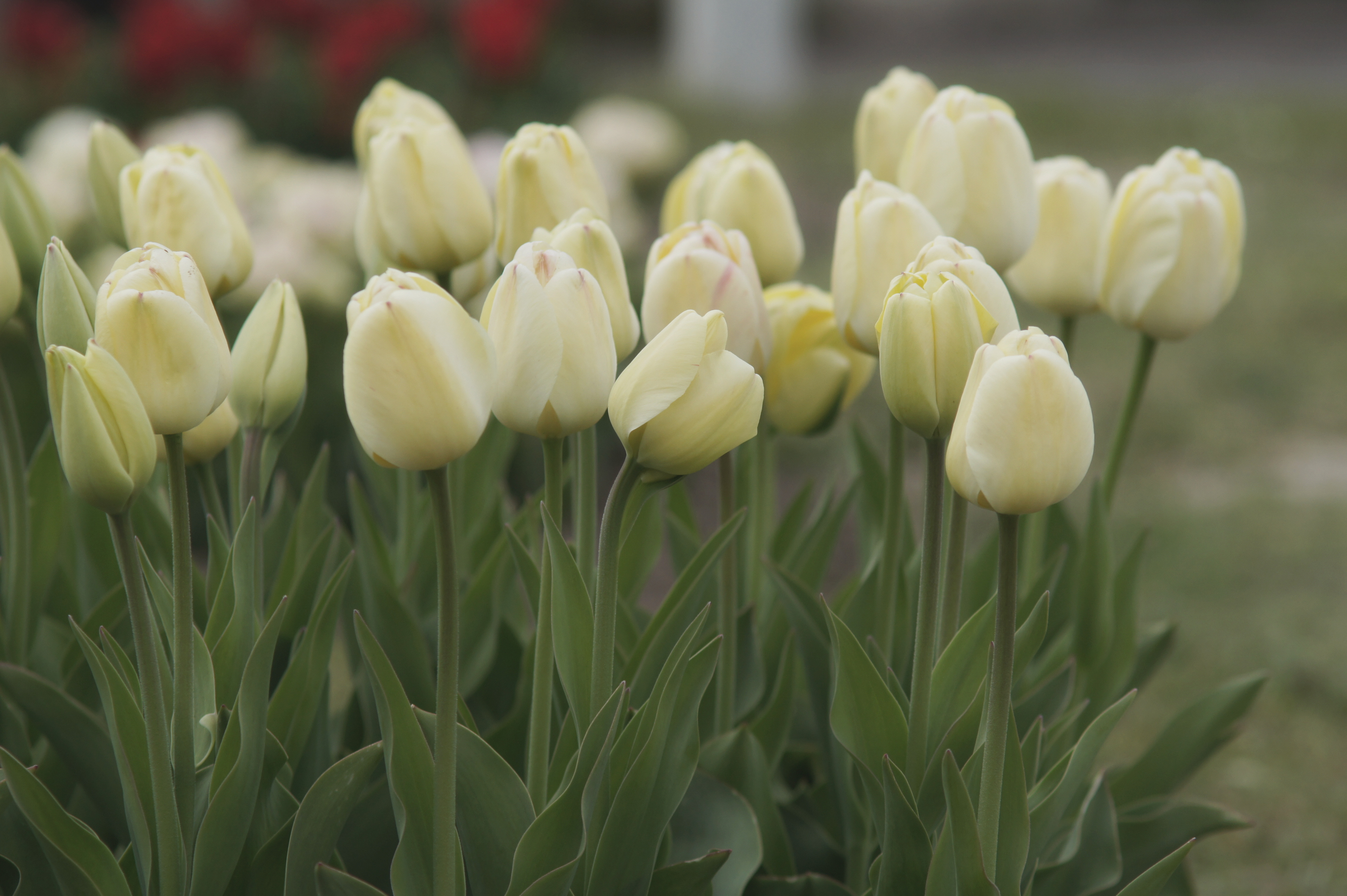 224191_D,-H.-Tulpen Ivory Floradale Mehrere zarte cremegelbe Tulpen in einem Beet, Nahaufnahme mit grünen Blättern und unscharfem Hintergrund