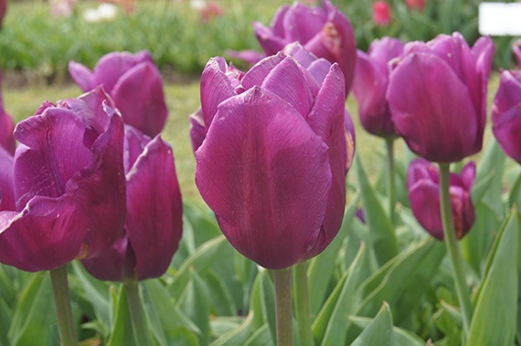 223182_Triumph-Tulpen Laptop_1 Nahaufnahme von leuchtend lila Tulpen im Beet mit grünen Blättern und weiteren Tulpen im unscharfen Hintergrund