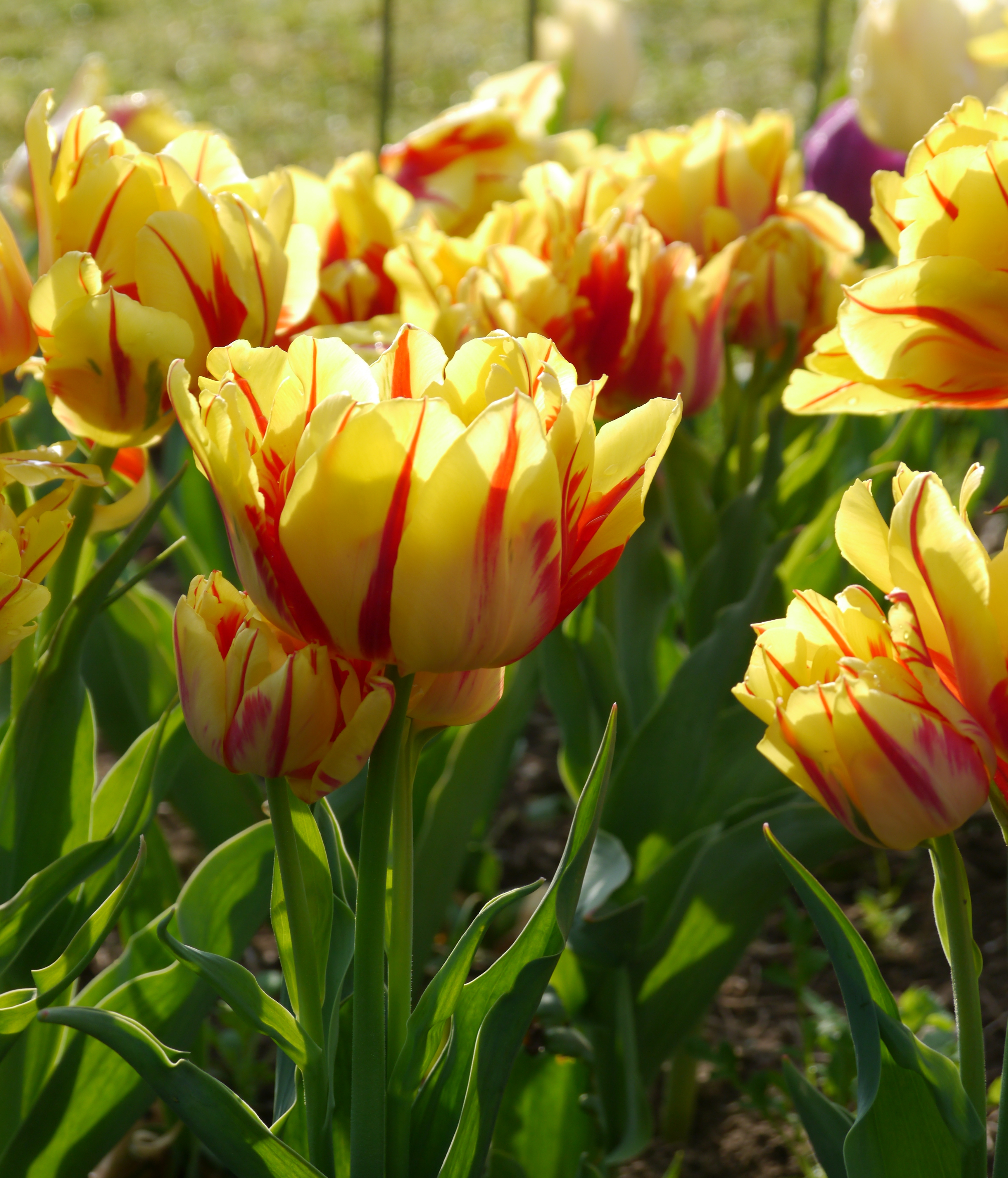 222421_Gef. frühe Tulpen Monsella_1 Nahaufnahme gelb-roter Tulpen mit roten Streifen und grünen Blättern, sonnenbeleuchteter Frühlingsgarten