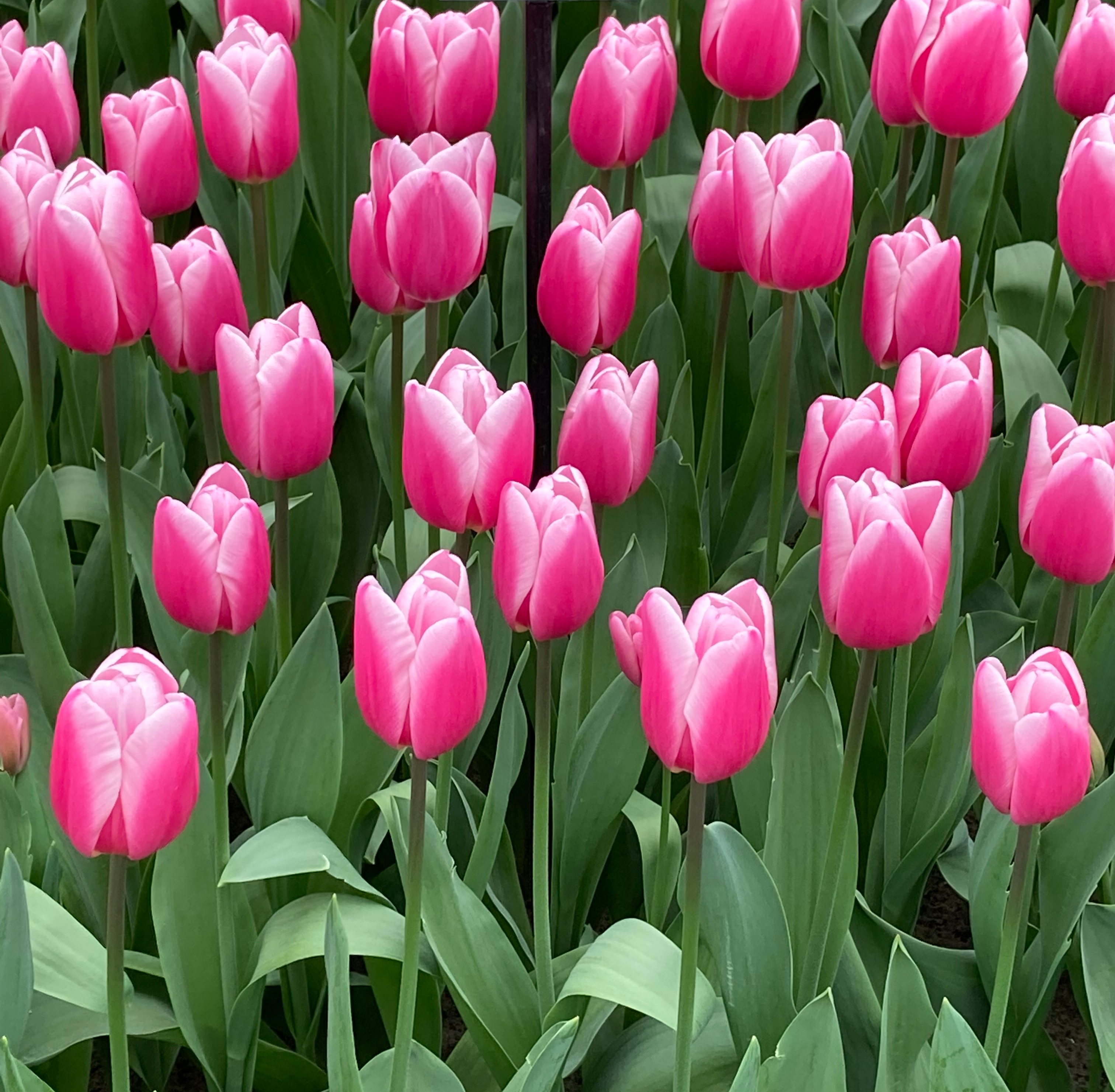 224452_Triumph-Tulpen Milkshake_1 Nahaufnahme mehrerer rosa Tulpen mit grünen Blättern in einem gepflegten Blumenbeet, Frühlingsblumen