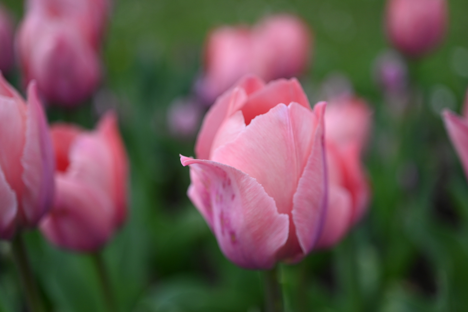 Darwin-Hybrid-Tulpen Salmon van Eijk