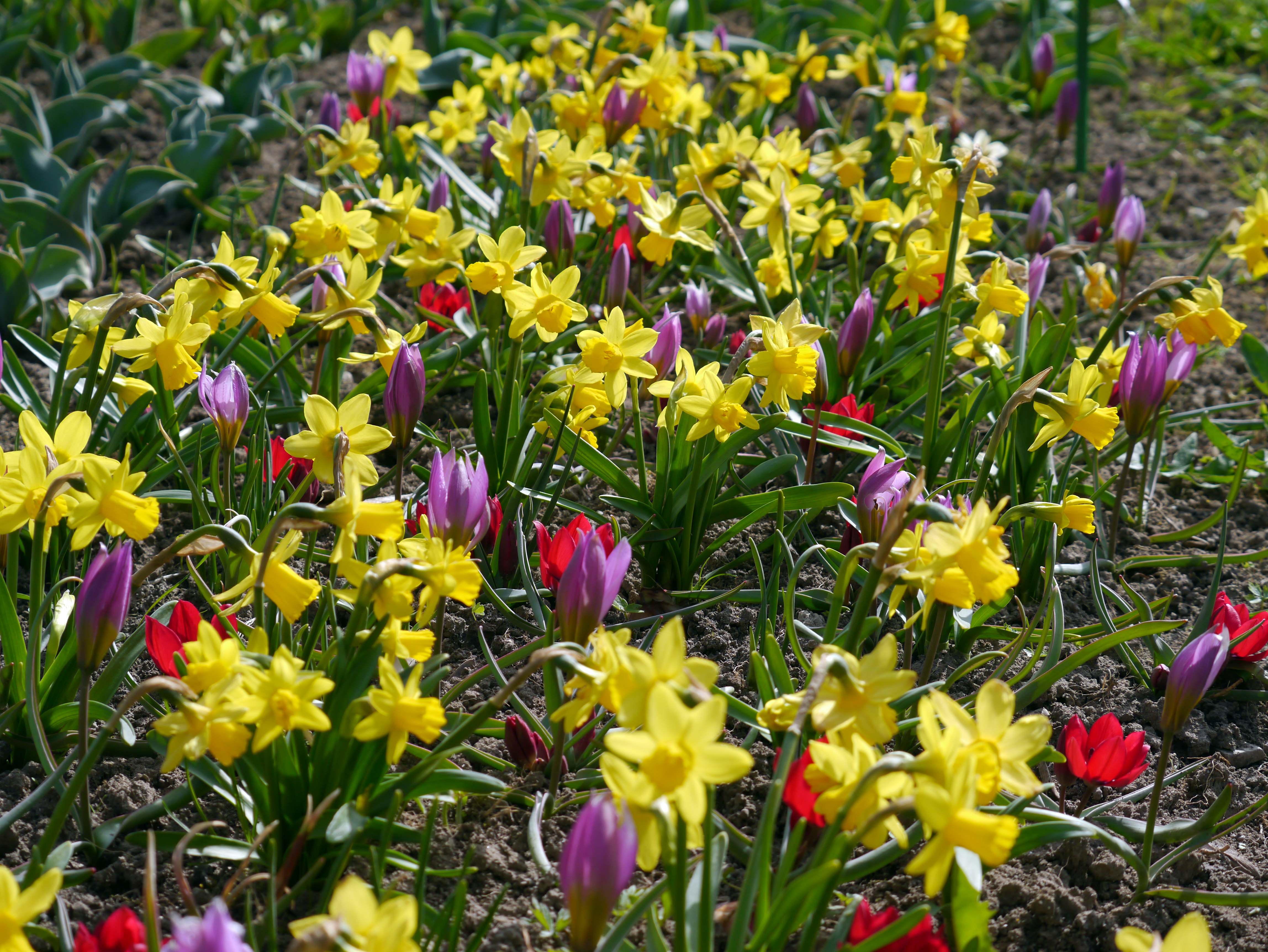 Blumenzwiebel-Mischung Frühlingswiese