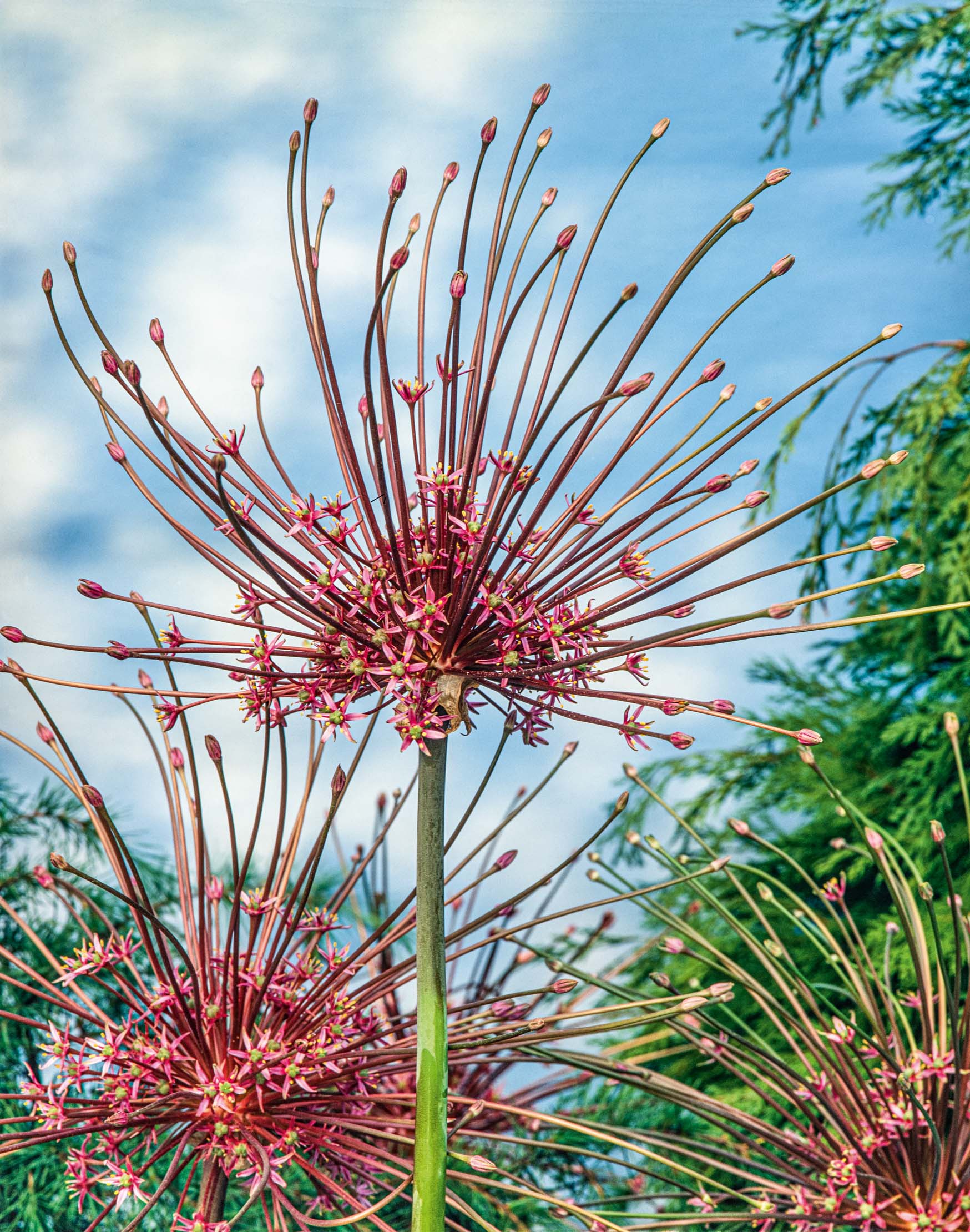 265081_13001960_FM_RGB Nahaufnahme von lila-roten, kugelförmigen Blütenständen des Zierlauchs (Allium) vor blauem Himmel und grünen Zweigen
