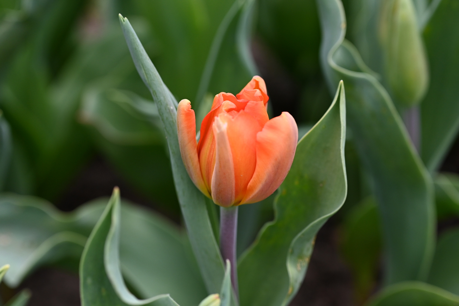 Nahaufnahme einer orangefarbenen Tulpe mit grünen Blättern