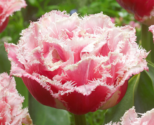 Crispa-Tulpen Brest