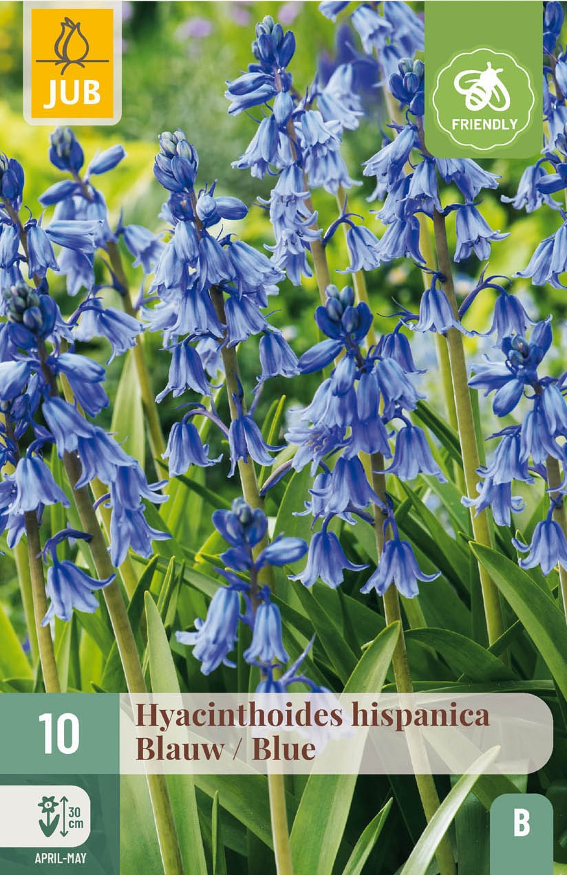 Hyacinthoides hispanica Blau