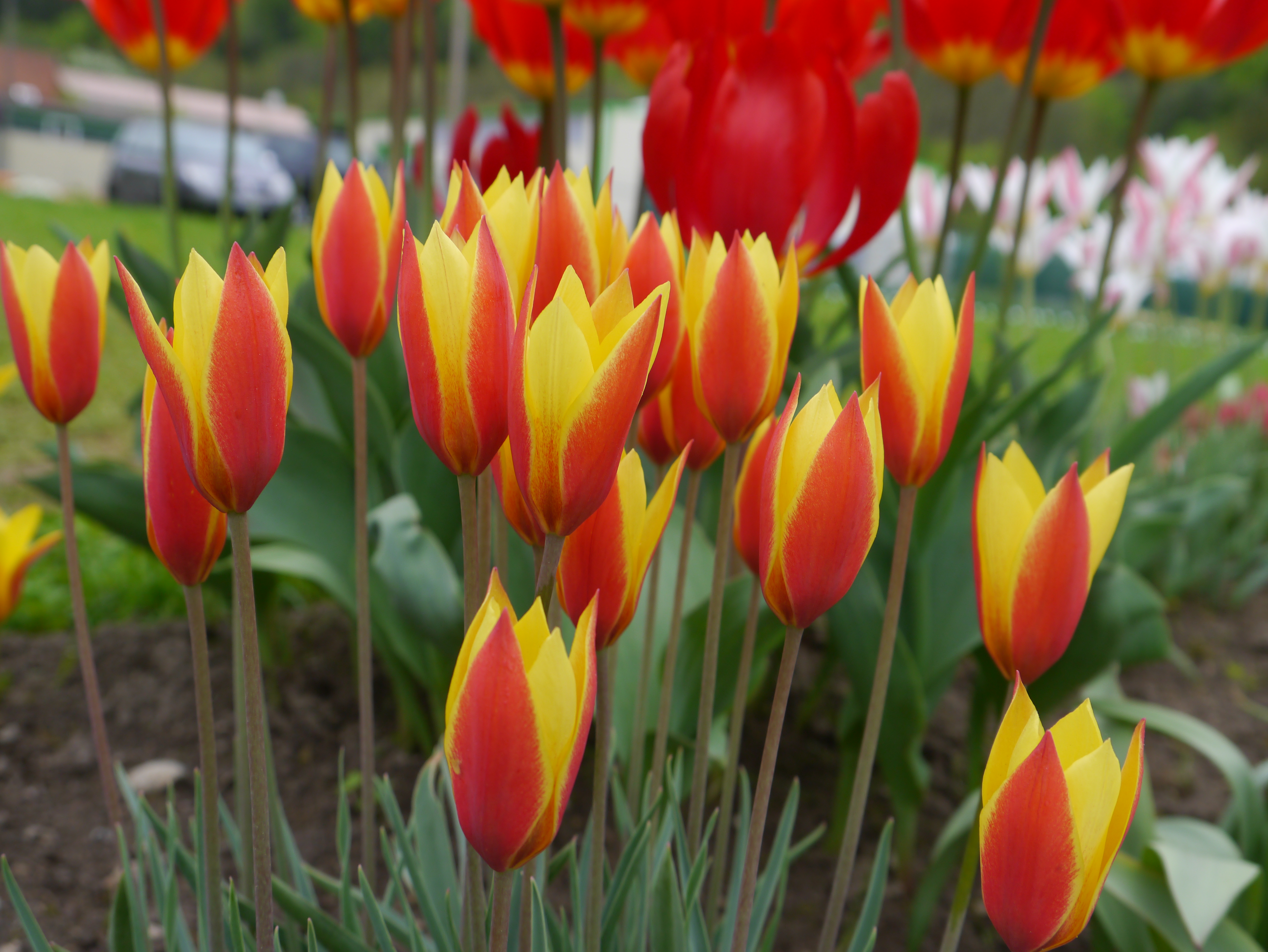 231088_Tulipa clusiana var chrysantha Tub Nahaufnahme von roten und gelben Tulpen mit schlanken Blüten in einem Beet, Frühlingsblumen