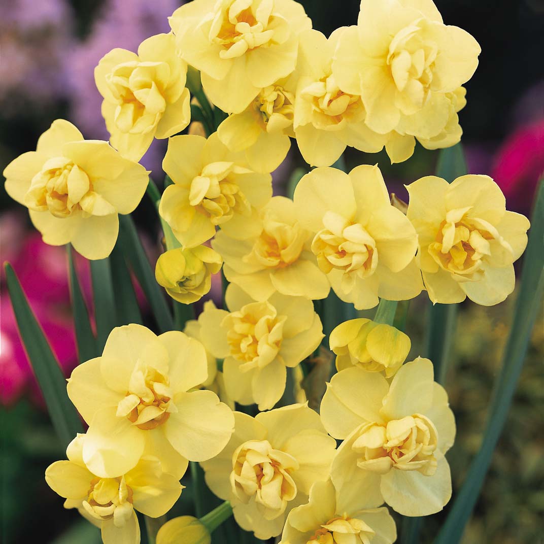 Poetaz-Narzissen Yellow Cheerfulness