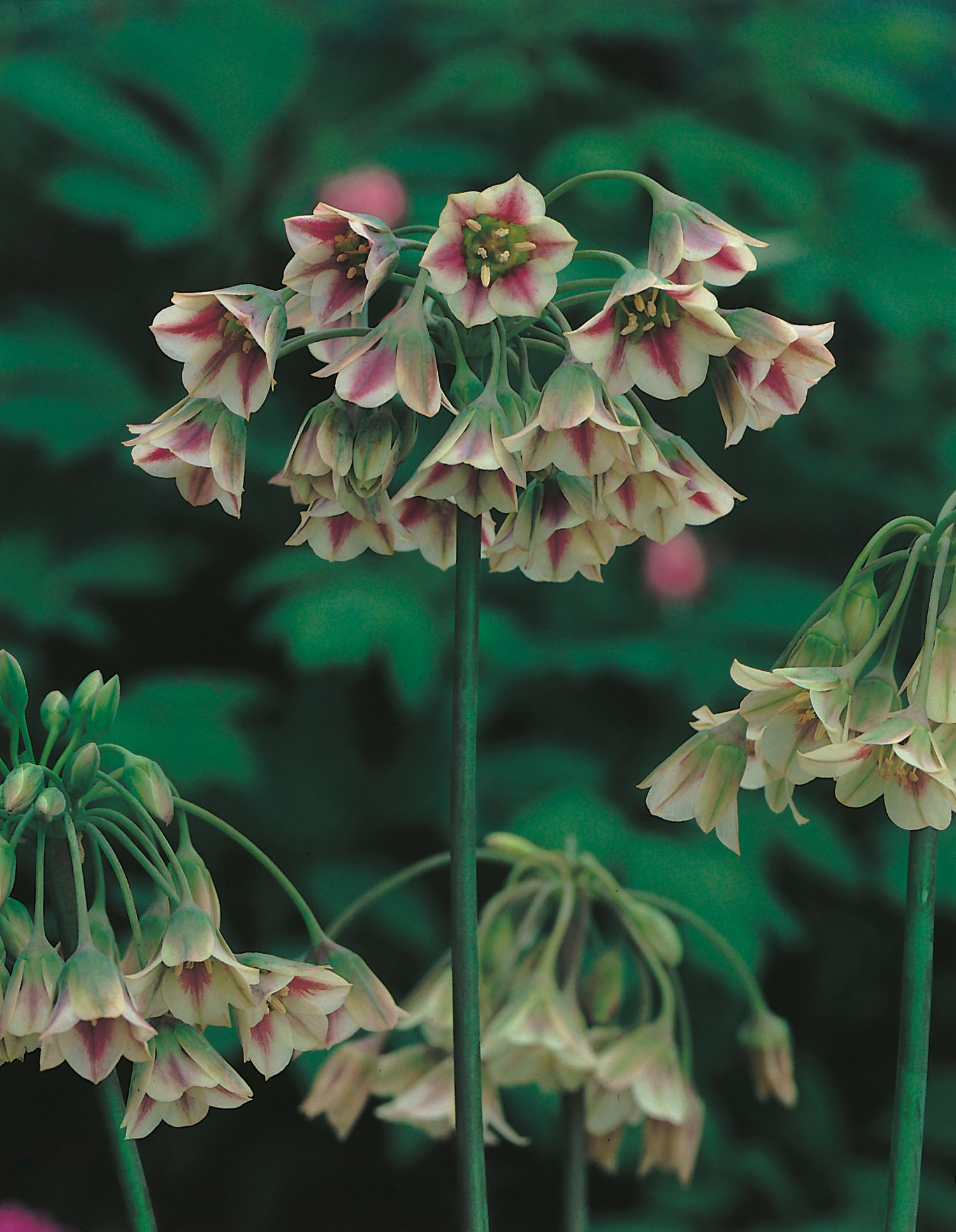 Detailaufnahme von Zierlauch (Allium) mit hängenden, glockenförmigen Blüten in cremeweiß und rosa, gruppiert an hohen grünen Stängeln vor unscharfem dunklem Blattwerk