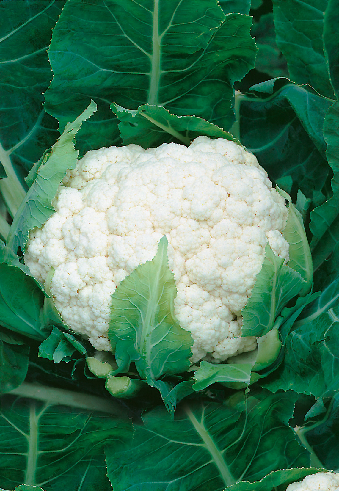 Blumenkohl Igloo