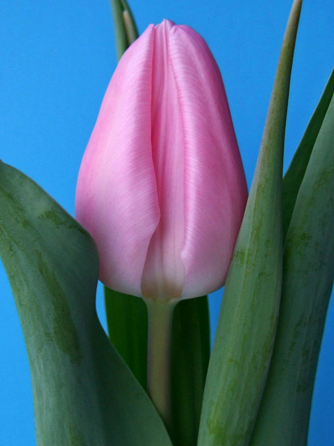 Nahaufnahme einer rosa Tulpenblüte, umgeben von grünen Blättern, vor klarem blauem Hintergrund.