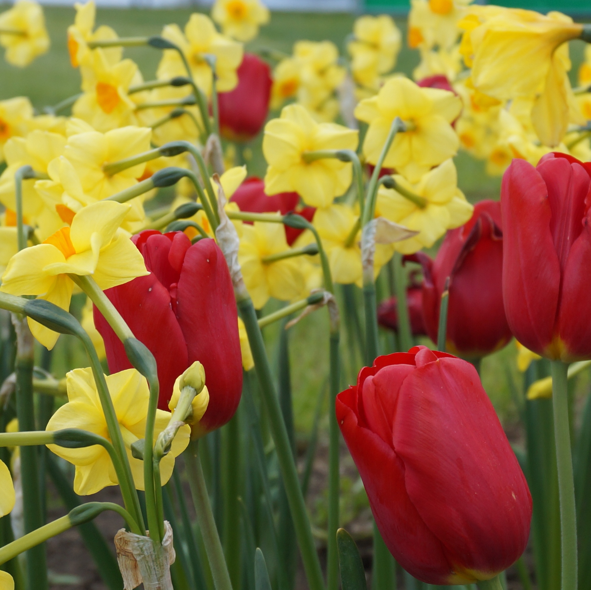 Blumenzwiebel-Mischung Emilia-Luise