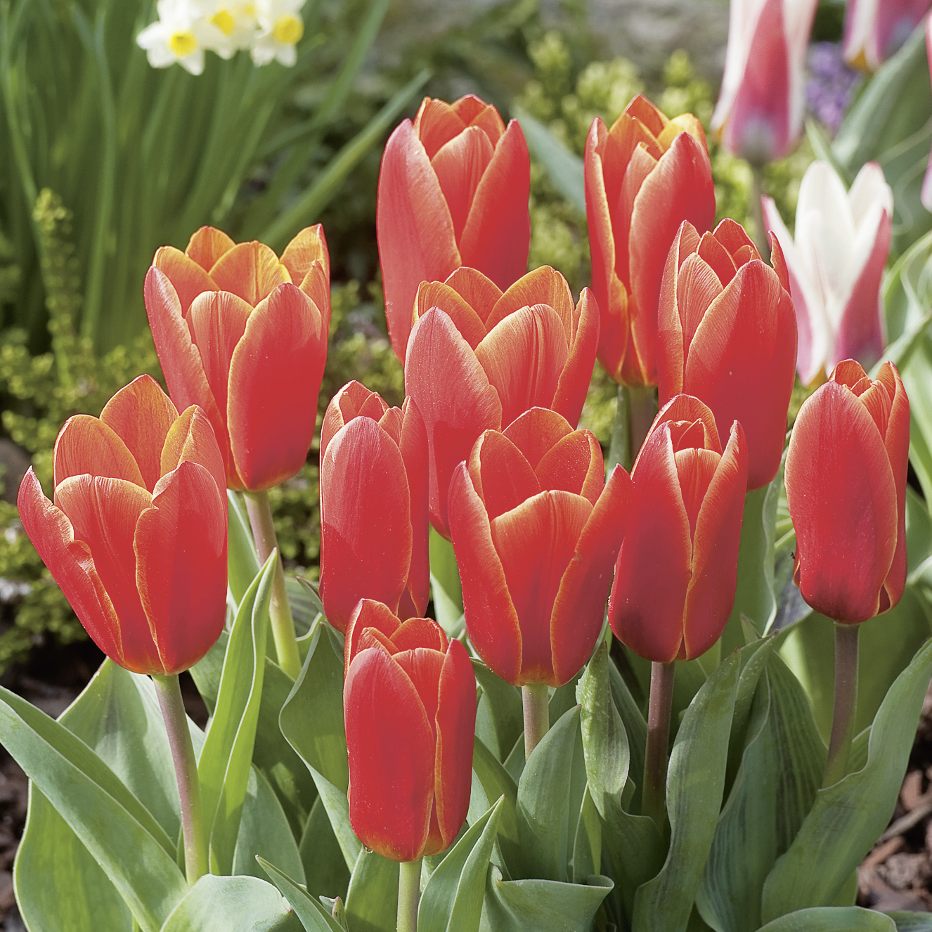 Kaufmanniana-Tulpen Love Song