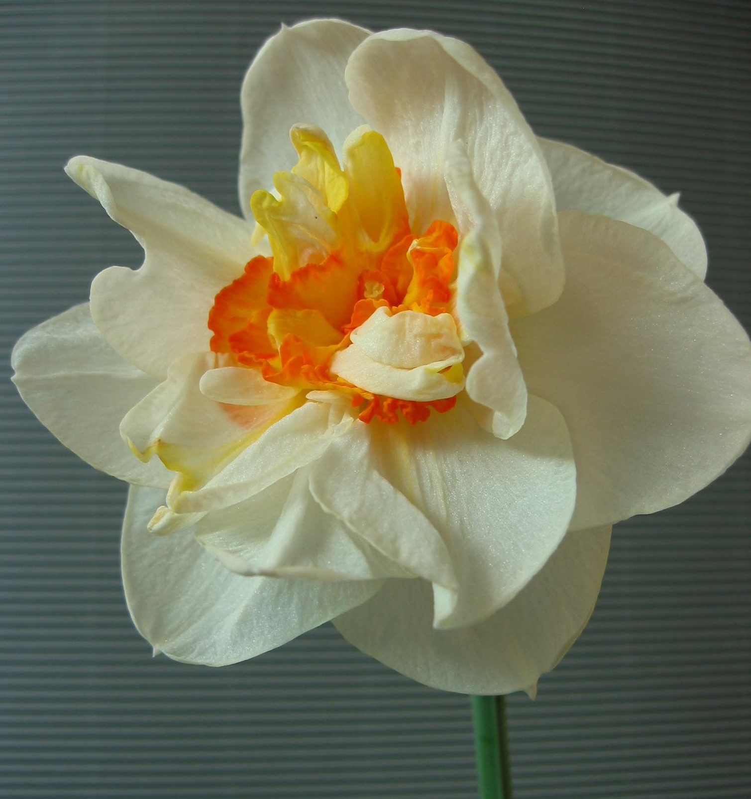 Nahaufnahme einer gefüllten weißen Narzisse mit orange-gelbem Innenkelch vor grauem, gestreiftem Hintergrund