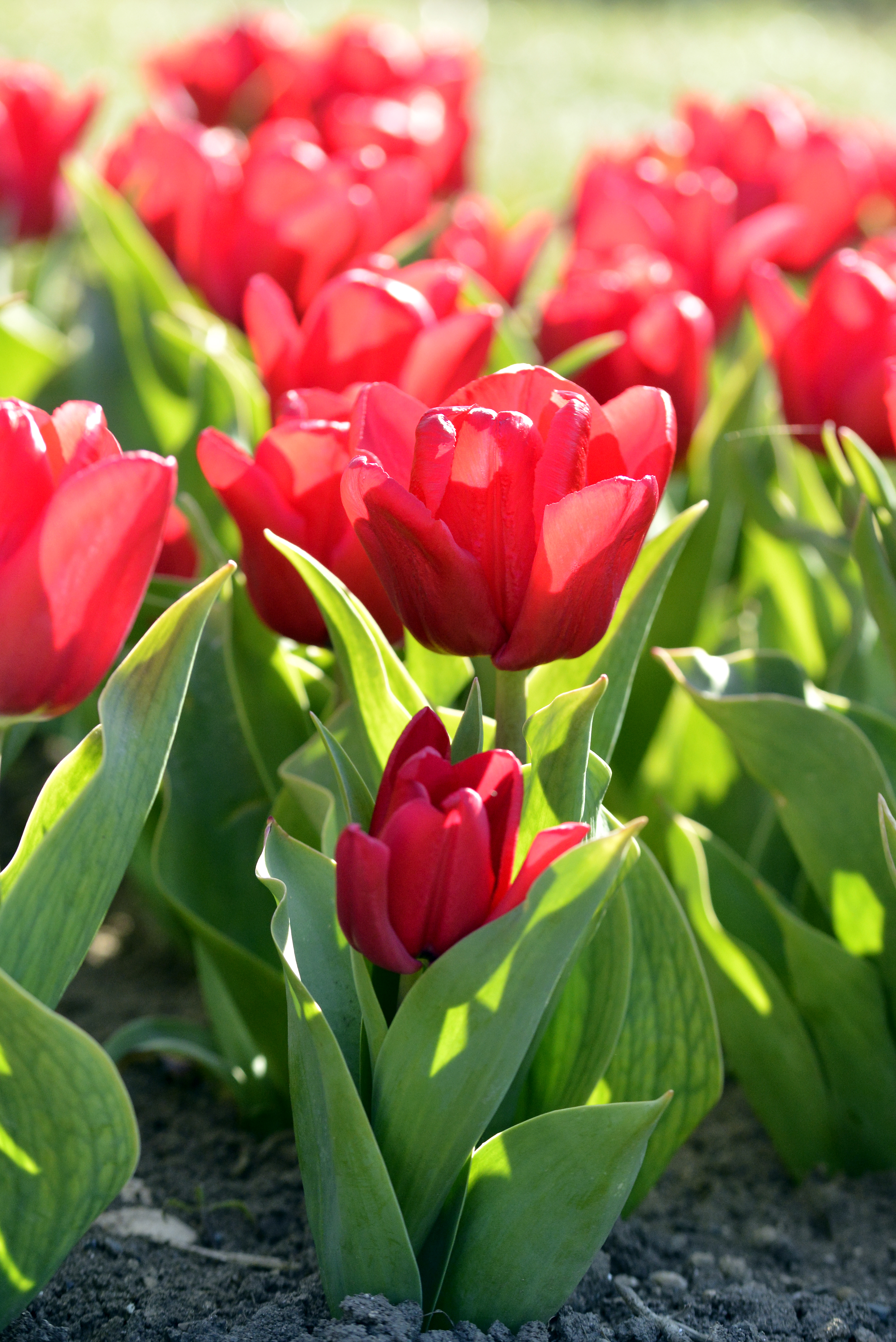 223492_Triumph-Tulpen Dominique_1 Nahaufnahme von roten Tulpen mit grünen Blättern im Beet, sonnig beleuchtet