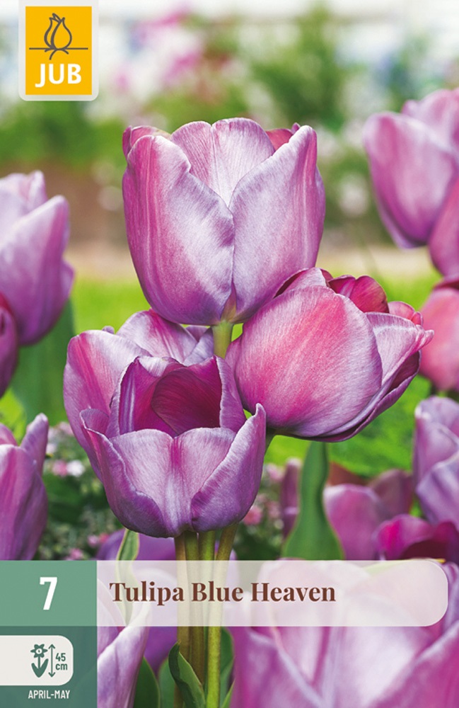 Triumph-Tulpen Blue Heaven