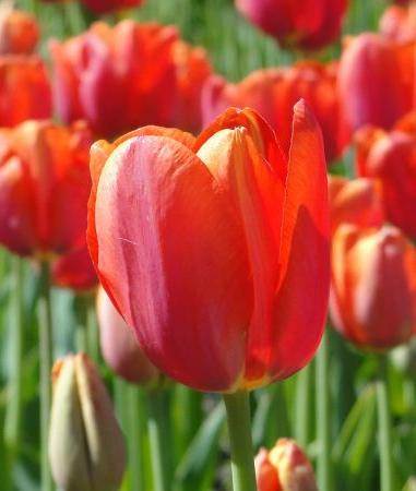 Nahaufnahme einer roten Tulpenblüte im Vordergrund, umgeben von weiteren roten Tulpen vor grünem Blattwerk, Frühlingsblume