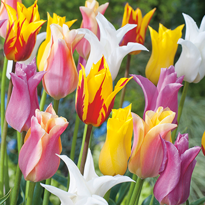 Lilienblütige Tulpen Mischung