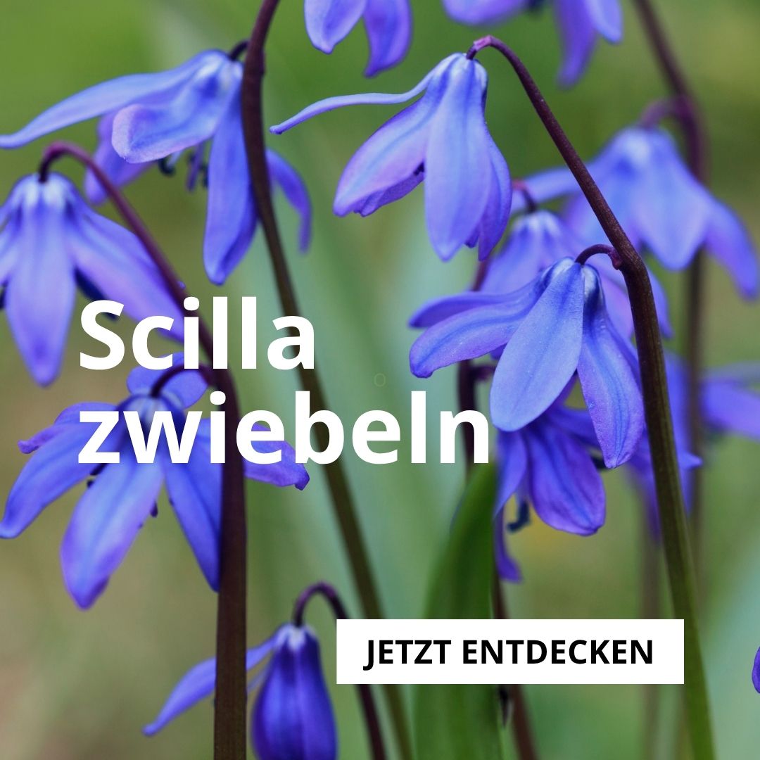 Scillazwiebeln