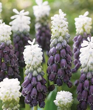 Nahaufnahme zweifarbiger Traubenhyazinthen mit weißen Spitzen und violetten, glockenförmigen Einzelblüten in einem Frühlingsgarten