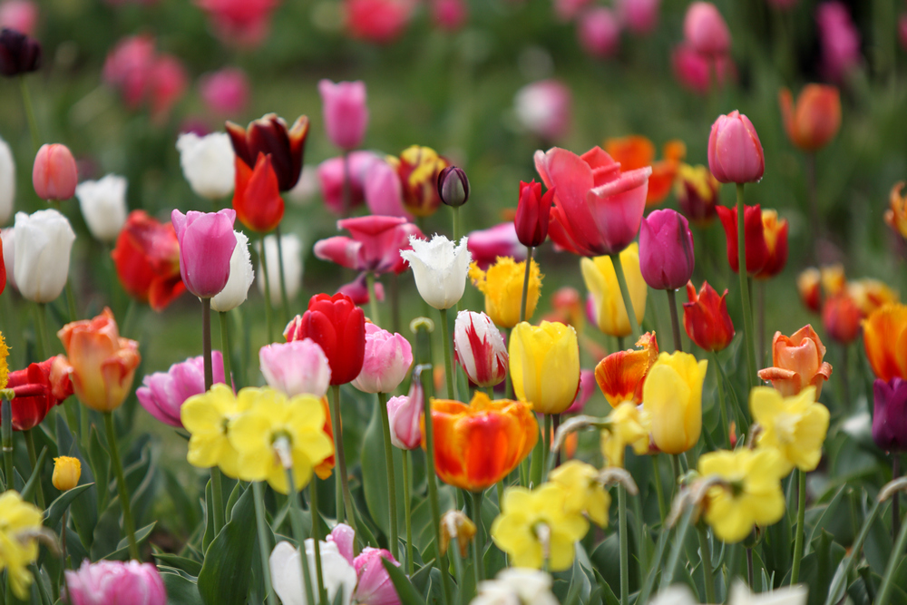 Bunte Tulpen und Narzissen im Blütenmeer Vielfalt an Tulpen in verschiedenen Farben, umgeben von gelben Narzissen, in einem blühenden Garten.