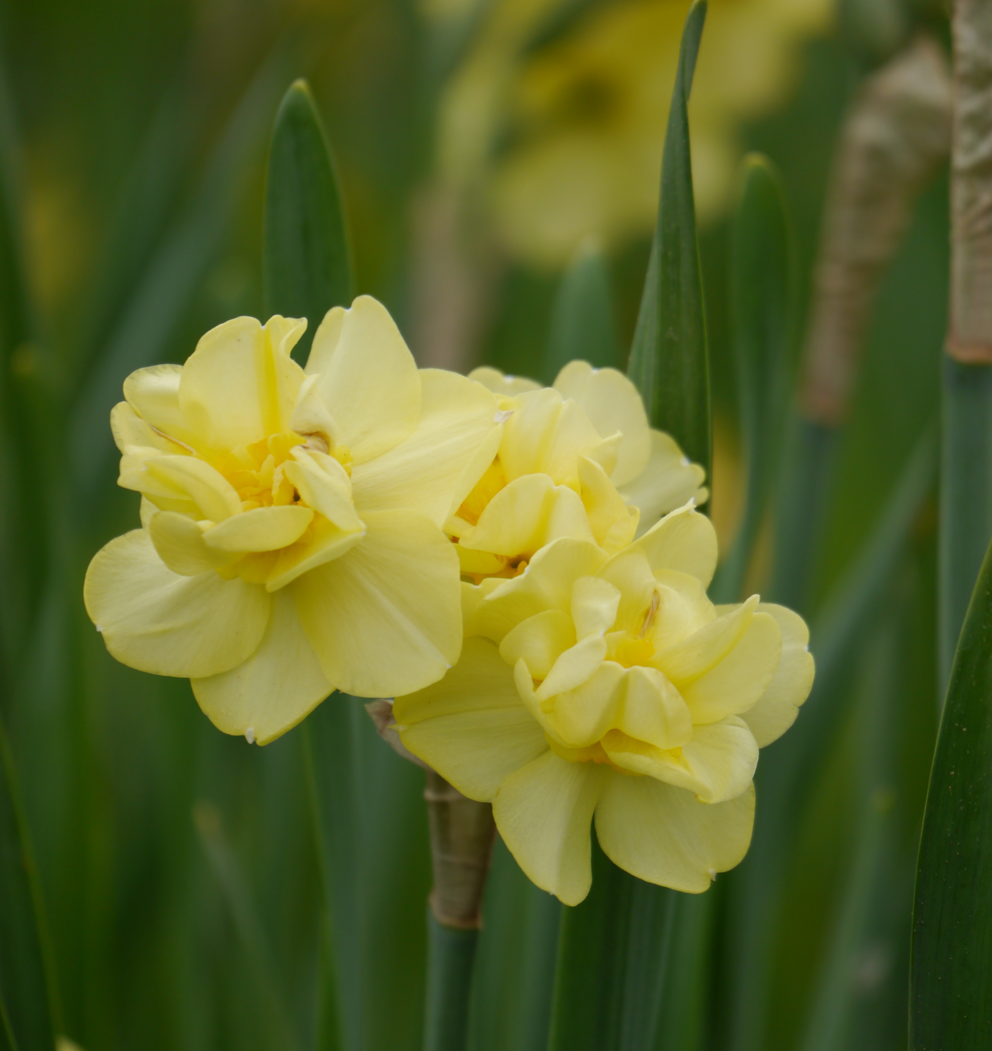 249702_Poteaz-Narzissen Yellow Cheerfulne Nahaufnahme von gefüllten gelben Narzissenblüten (Doppel-Narzisse) mit grünen Blättern im Hintergrund
