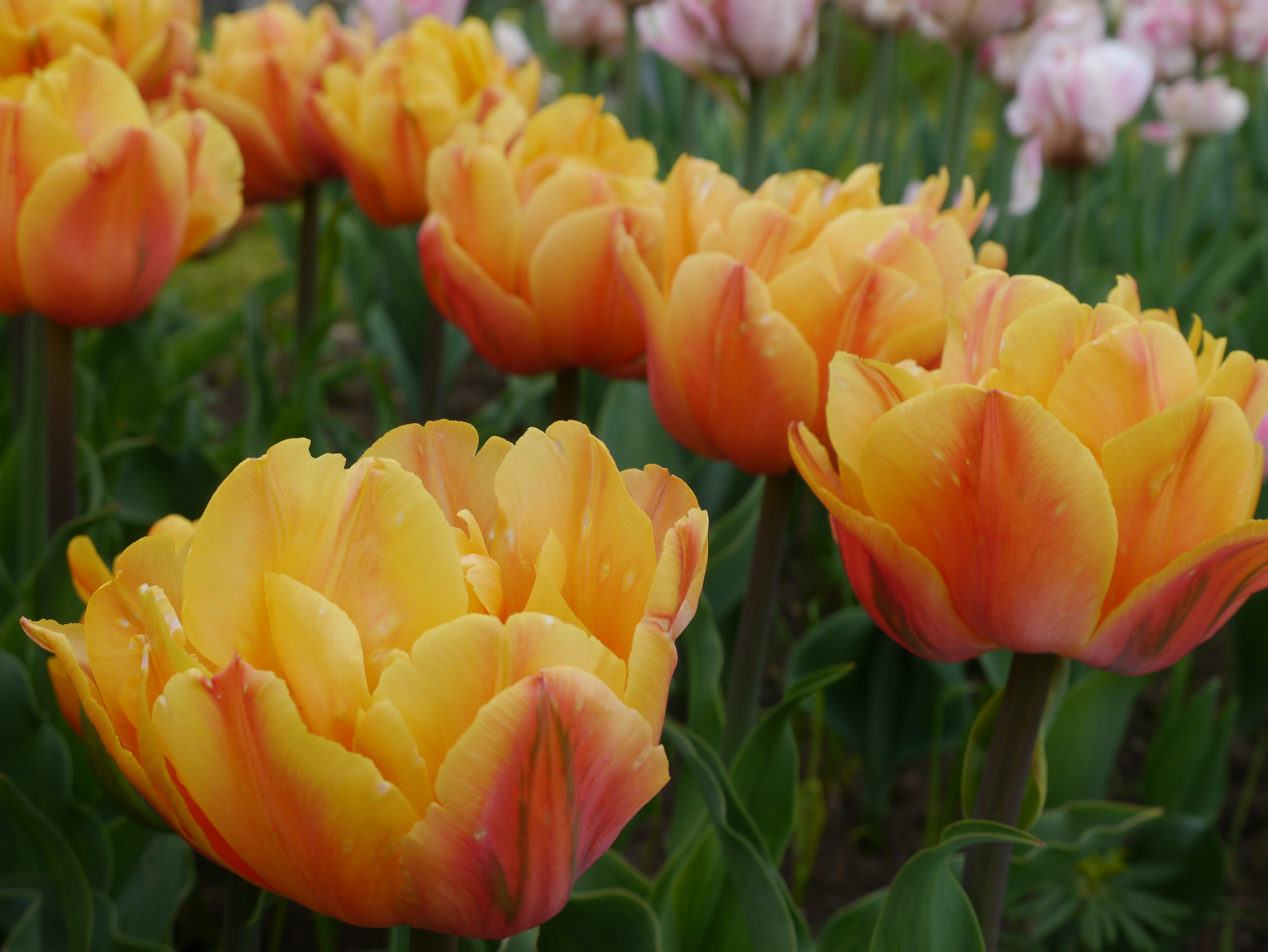 222321_Gef. frühe Tulpen Freeman_1 Nahaufnahme gelb-orangefarbener Tulpen in einem Blumenfeld, mit grünen Blättern und rosa Tulpen im Hintergrund