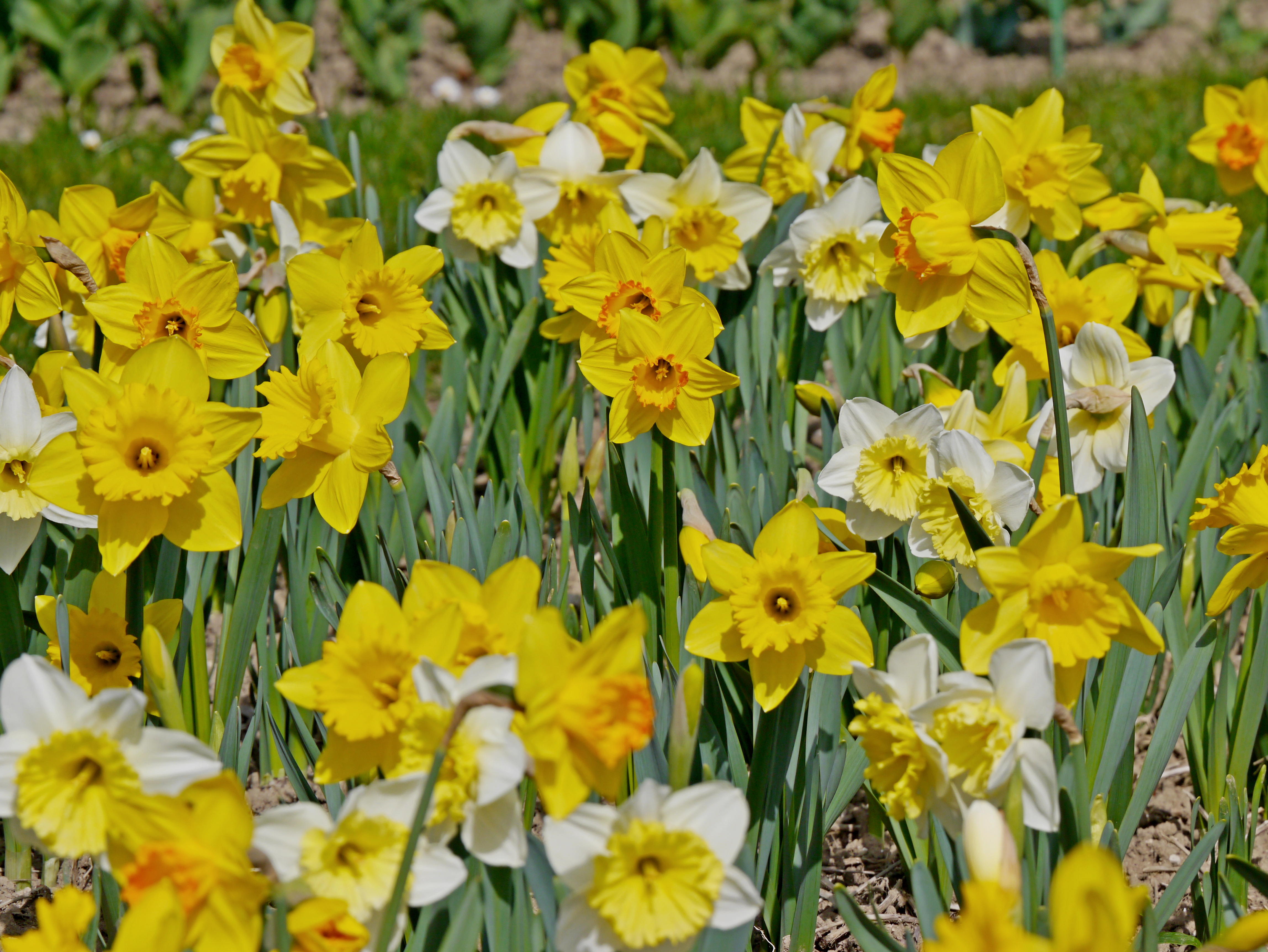 Nahaufnahme eines dichten Beets mit gelben und weißen Narzissen (Osterglocken) und grünen Blättern, sonniger Frühlingstag