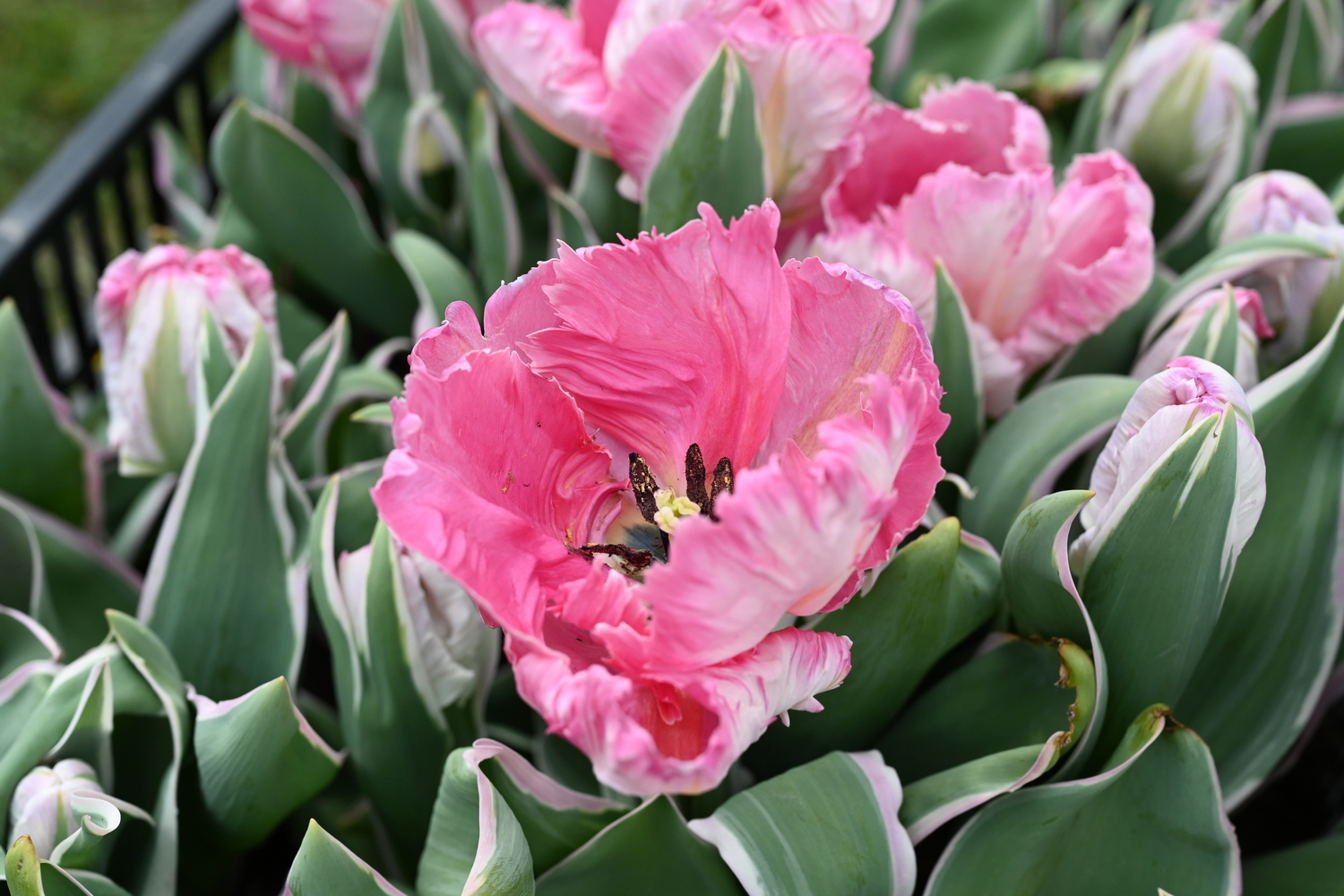 Nahaufnahme einer geöffneten rosa Papageientulpe mit welligen, gefransten Blütenblättern und grünen, weiß umrandeten Blättern