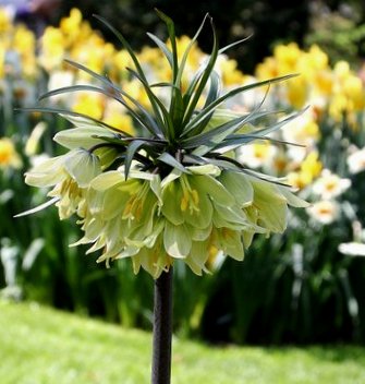 265195_Fritillaria raddeana Nahaufnahme einer Kaiserkrone (Fritillaria) mit gelblich-grünen, hängenden Glockenblüten an einem hohen Stiel, unscharfer Blumengarten mit Narzissen im Hintergrund.
