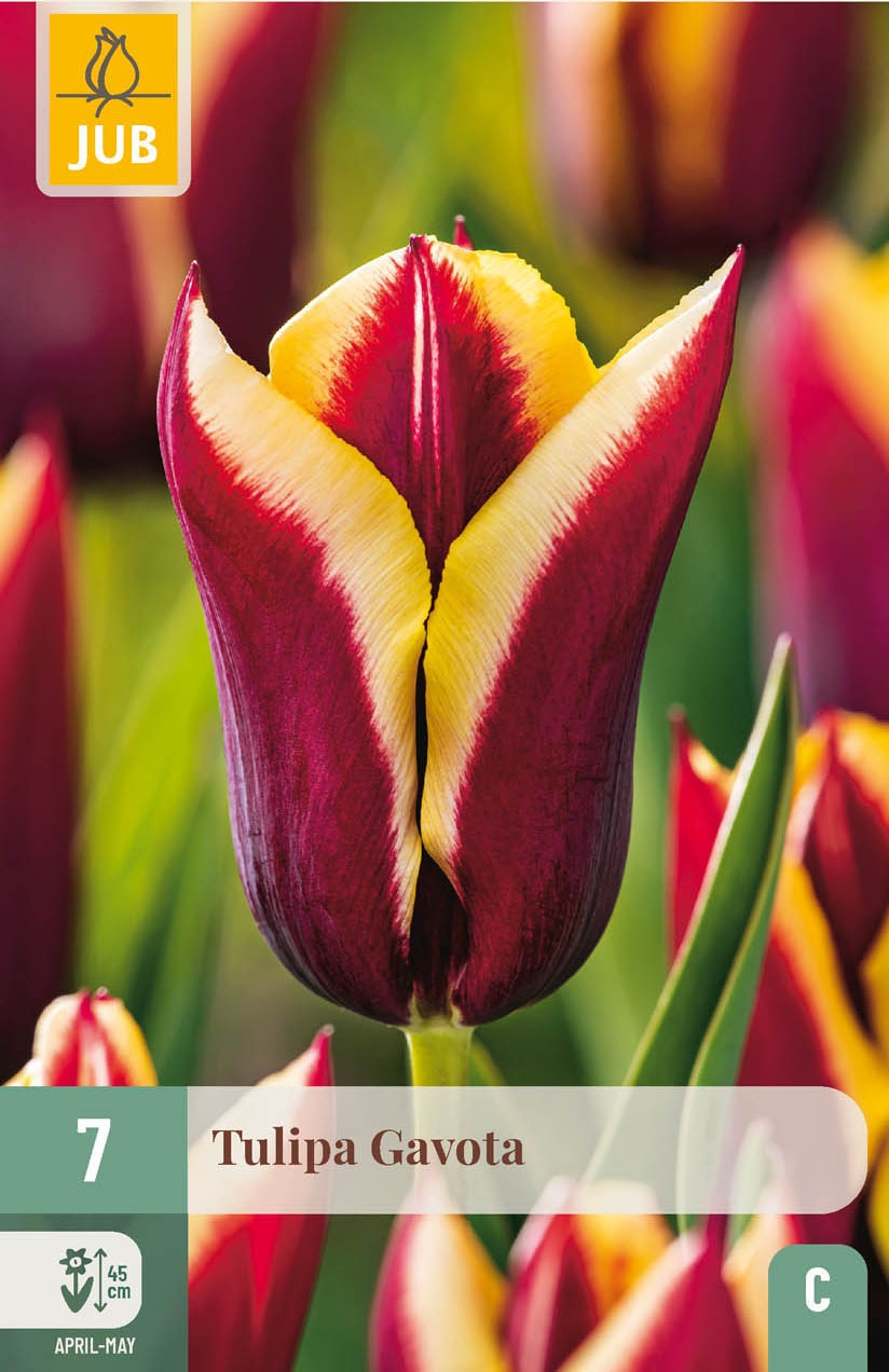 Triumph-Tulpen Gavota
