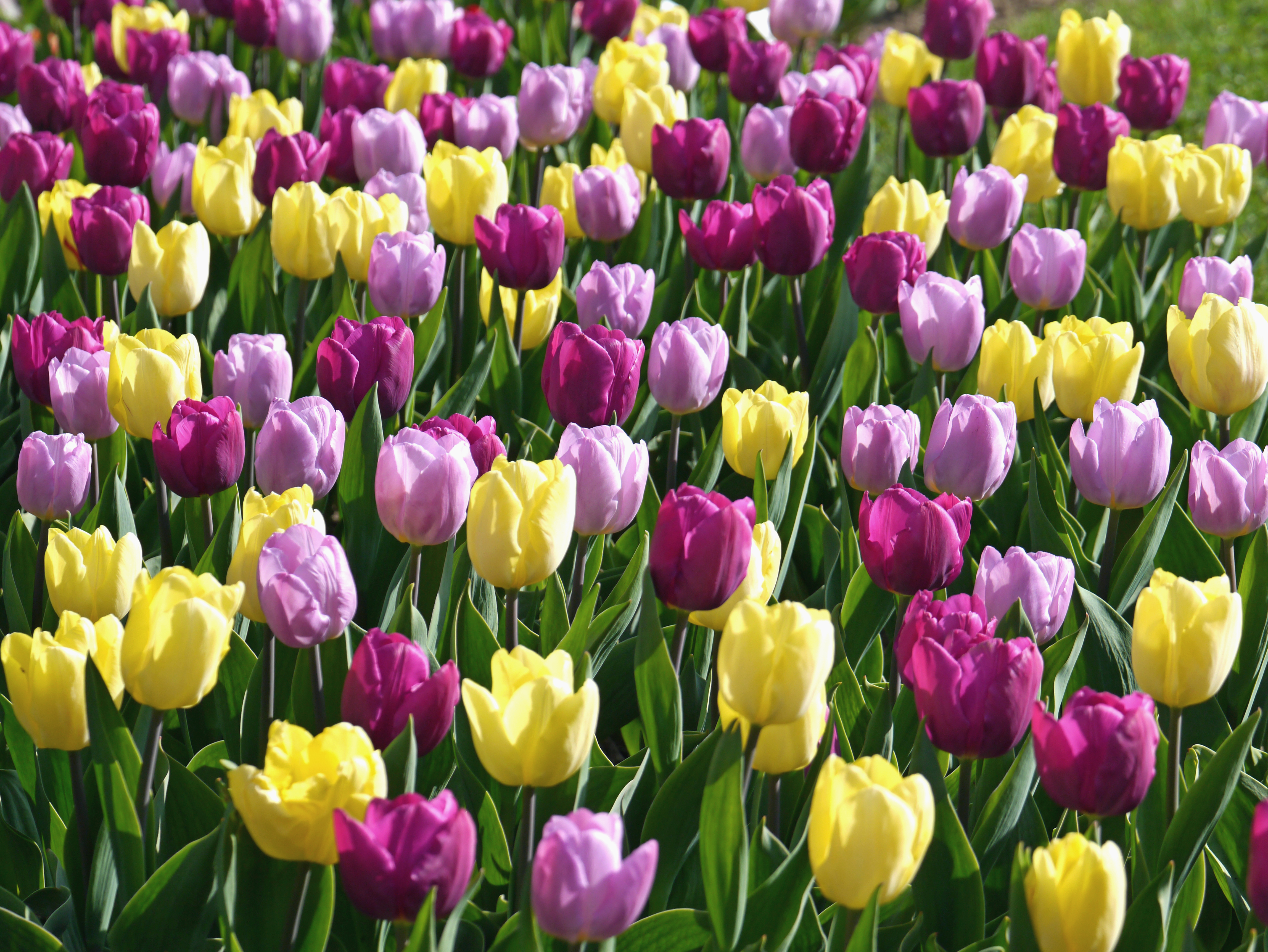 Einfache frühe Tulpen Neon Mix