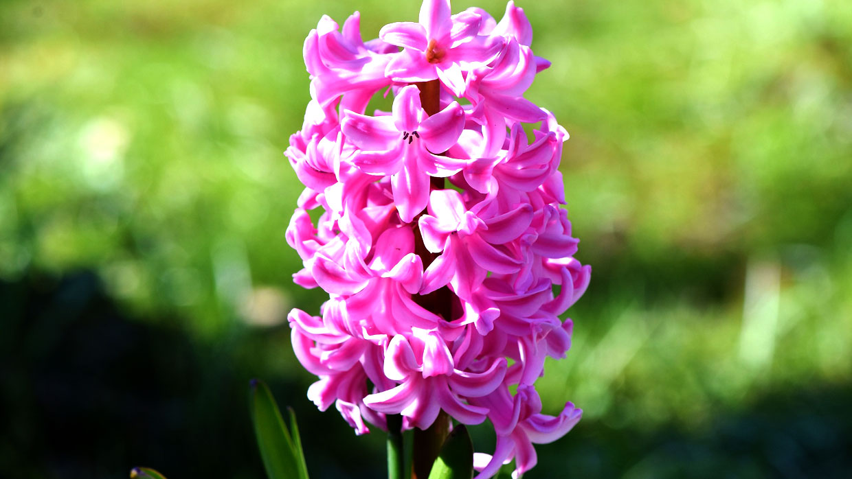 Schöne pinkfarbene Hyazinthe blüht im Garten Detailaufnahme einer rosa Hyazinthe auf grünem Hintergrund