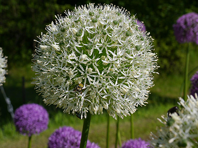 Weiße kugelförmige Blüte des Zierlauchs (Allium) mit lila Allium-Blüten im Hintergrund
