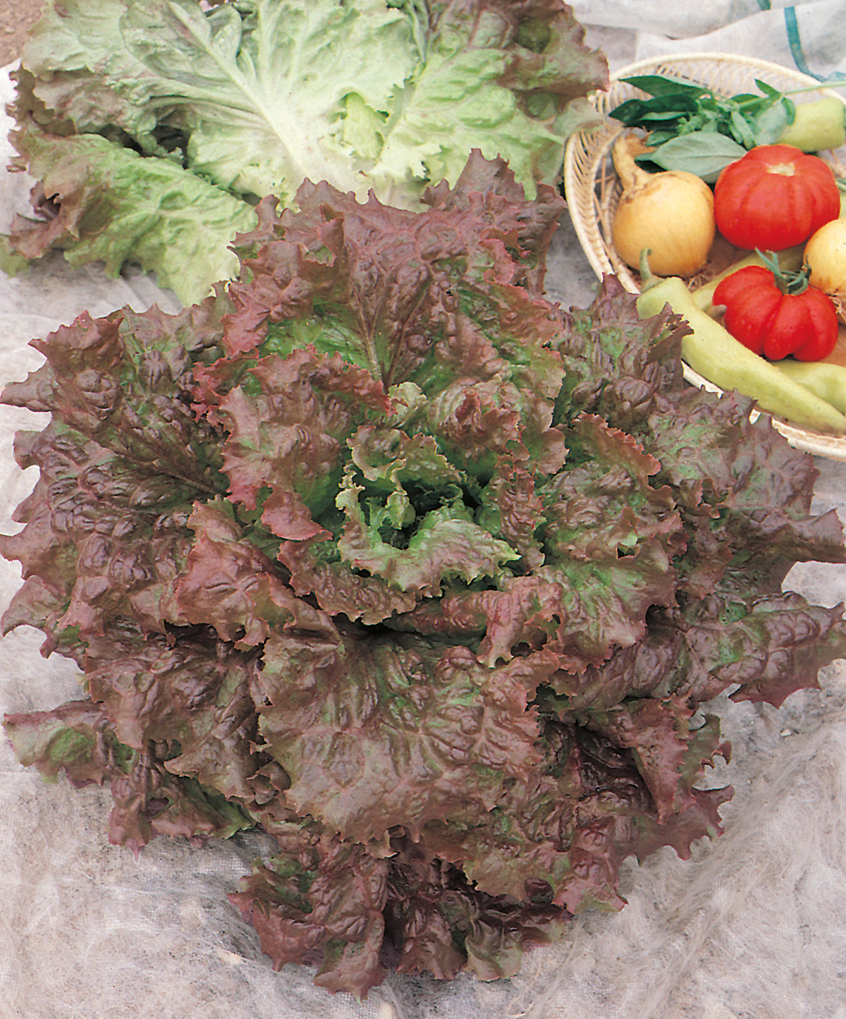 Eissalat Red Sail