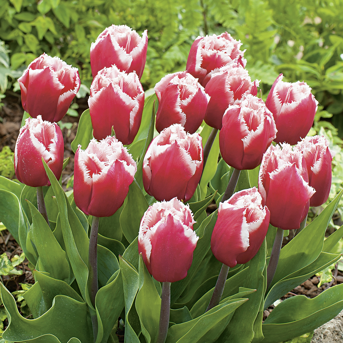 226672_Crispa-Tulpen Canasta_FM Nahaufnahme roter Tulpen mit weiß-fransigen, gezackten Blütenrändern und grünen Blättern im Gartenbeet