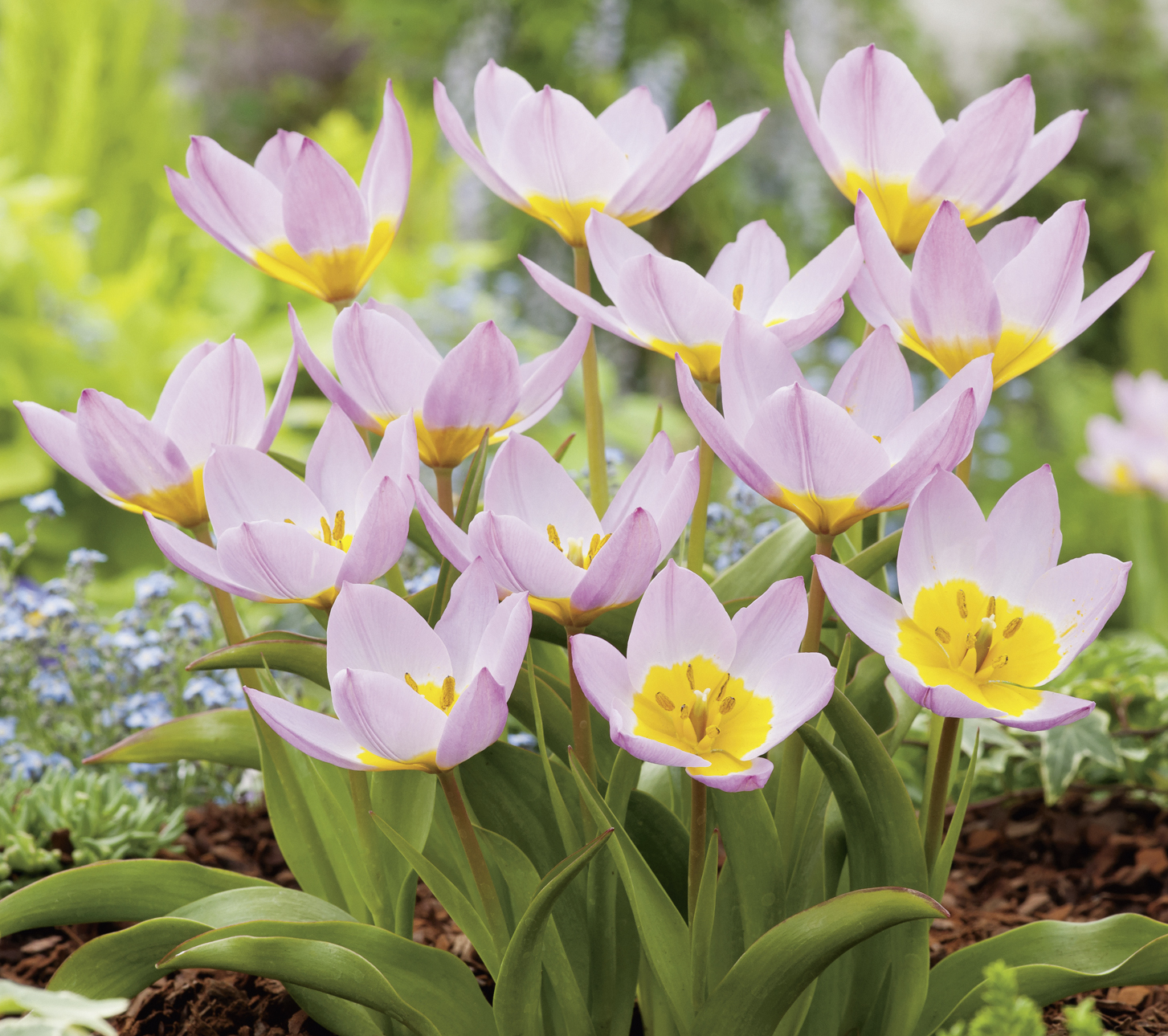 Mehrere rosa Kaufmanniana-Tulpen mit leuchtend gelber Mitte und grünen Blättern auf Rindenmulch im Beet, Frühlingsgarten